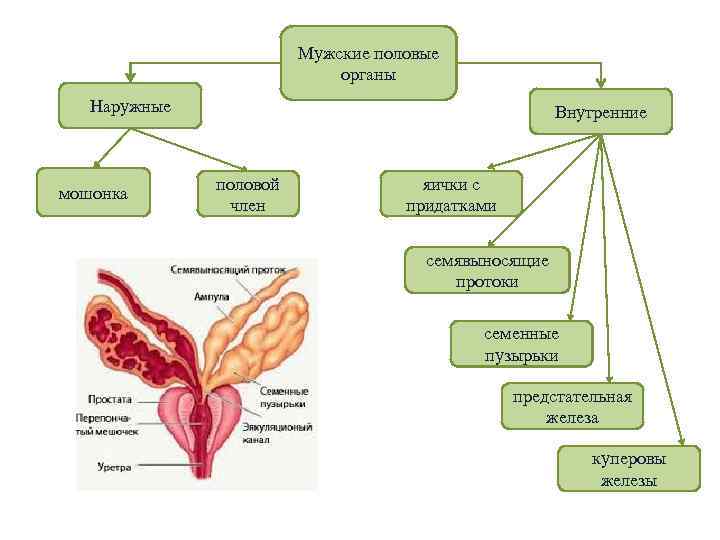 Мужские половые органы Наружные мошонка Внутренние половой член яички с придатками семявыносящие протоки семенные