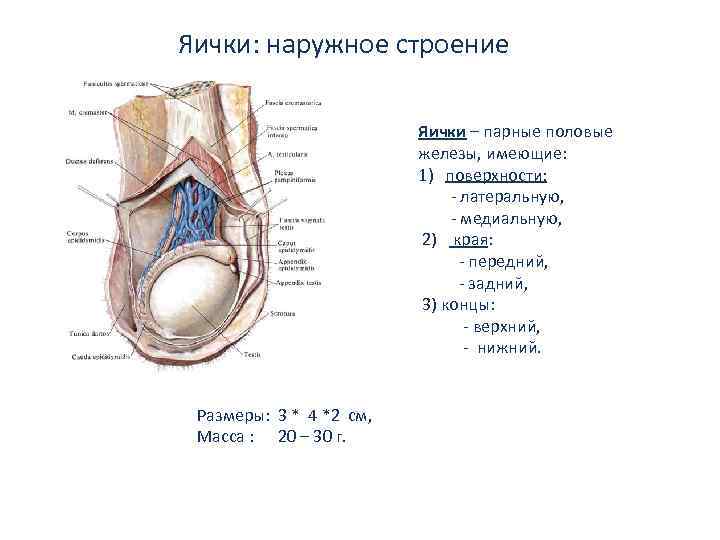 Яички: наружное строение Яички – парные половые железы, имеющие: 1) поверхности: - латеральную, -