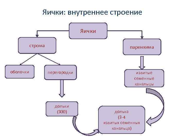 Яички: внутреннее строение Яички строма оболочки паренхима перегородки дольки (300) извитые семенные канальцы долька