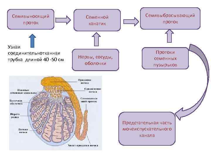Семявыносящий проток Узкая соединительнотканная трубка длиной 40 -50 см Семенной канатик Нервы, сосуды, оболочки