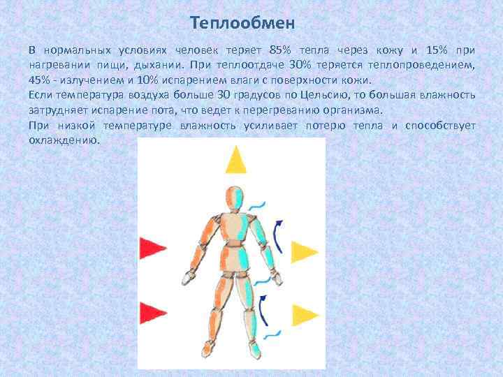 Теплообмен В нормальных условиях человек теряет 85% тепла через кожу и 15% при нагревании