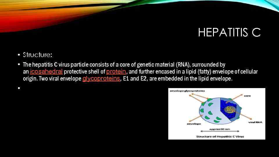 HEPATITIS C • Structure: • The hepatitis C virus particle consists of a core