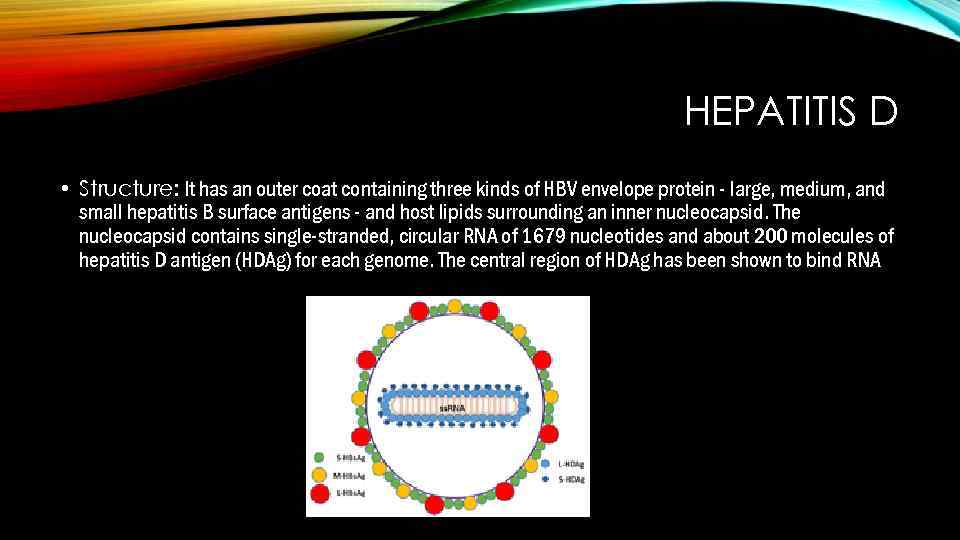 HEPATITIS D • Structure: It has an outer coat containing three kinds of HBV