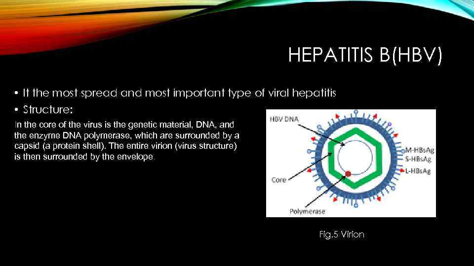 HEPATITIS B(HBV) • It the most spread and most important type of viral hepatitis
