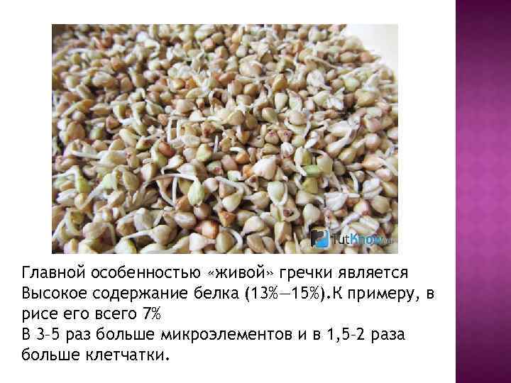 Главной особенностью «живой» гречки является Высокое содержание белка (13%― 15%). К примеру, в рисе