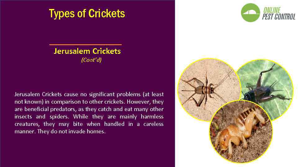 Types of Crickets Jerusalem Crickets (Cont’d) Jerusalem Crickets cause no significant problems (at least