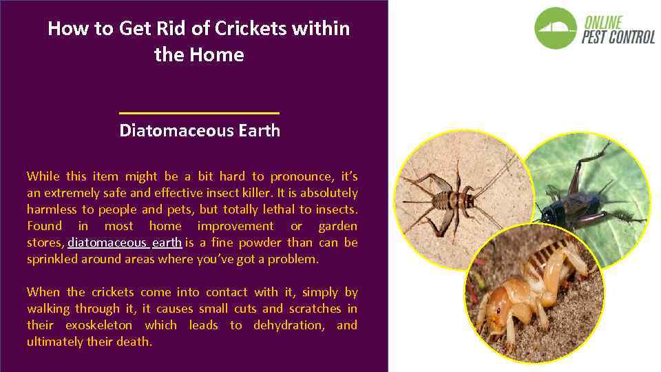 How to Get Rid of Crickets within the Home Diatomaceous Earth While this item