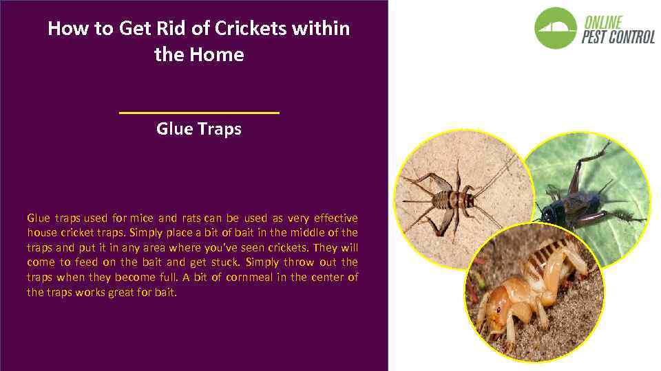 How to Get Rid of Crickets within the Home Glue Traps Glue traps used
