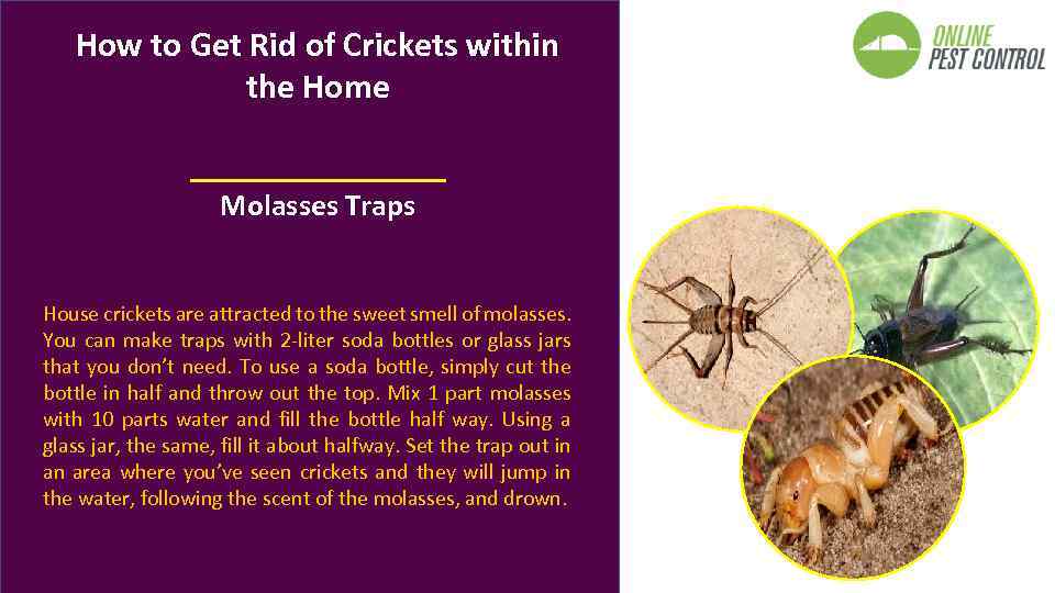 How to Get Rid of Crickets within the Home Molasses Traps House crickets are