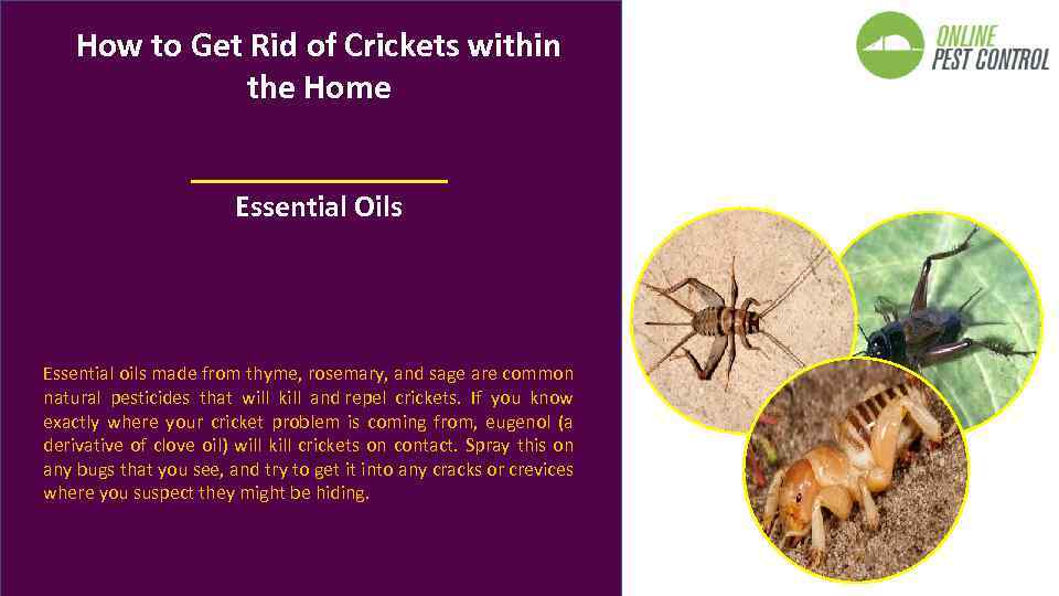 How to Get Rid of Crickets within the Home Essential Oils Essential oils made