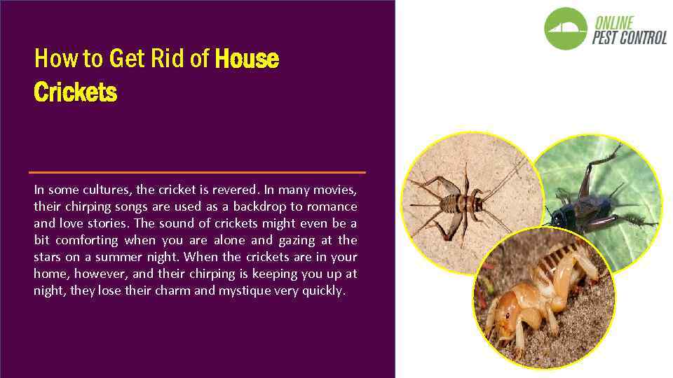 How to Get Rid of House Crickets In some cultures, the cricket is revered.