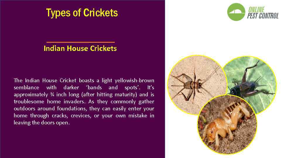 Types of Crickets Indian House Crickets The Indian House Cricket boasts a light yellowish-brown