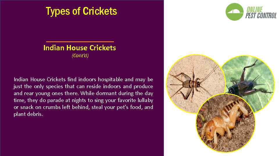 Types of Crickets Indian House Crickets (Cont’d) Indian House Crickets find indoors hospitable and