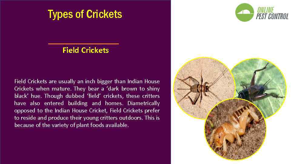 Types of Crickets Field Crickets are usually an inch bigger than Indian House Crickets