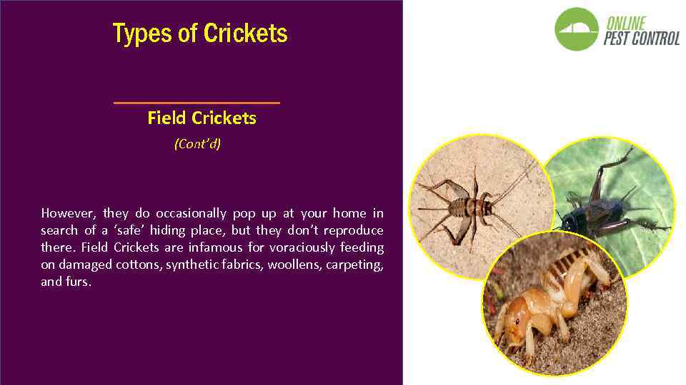 Types of Crickets Field Crickets (Cont’d) However, they do occasionally pop up at your