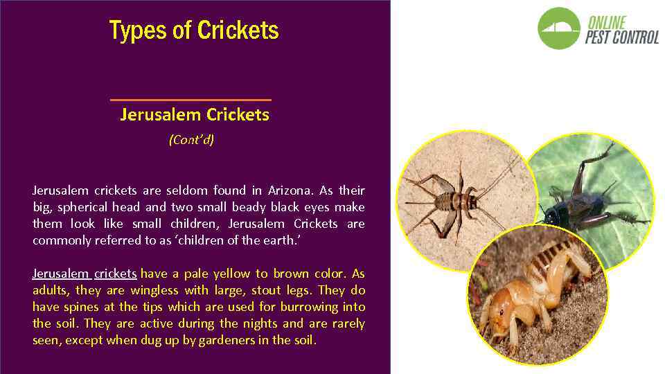 Types of Crickets Jerusalem Crickets (Cont’d) Jerusalem crickets are seldom found in Arizona. As