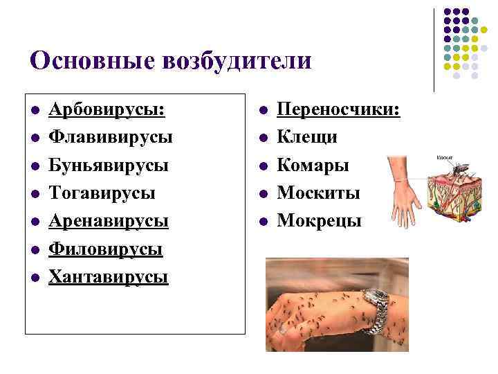 Основные возбудители l l l l Арбовирусы: Флавивирусы Буньявирусы Тогавирусы Аренавирусы Филовирусы Хантавирусы l