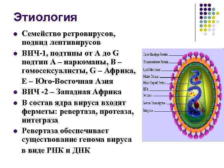 Этиология Семейство ретровирусов, подвид лентивирусов l ВИЧ-1, подтипы от A до G подтип А