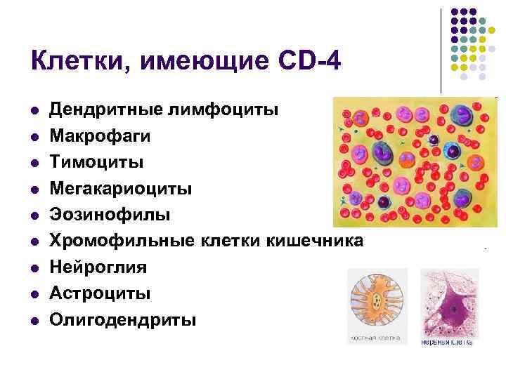Клетки, имеющие CD-4 l l l l l Дендритные лимфоциты Макрофаги Тимоциты Мегакариоциты Эозинофилы