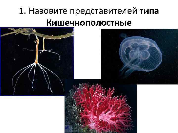 1. Назовите представителей типа Кишечнополостные 
