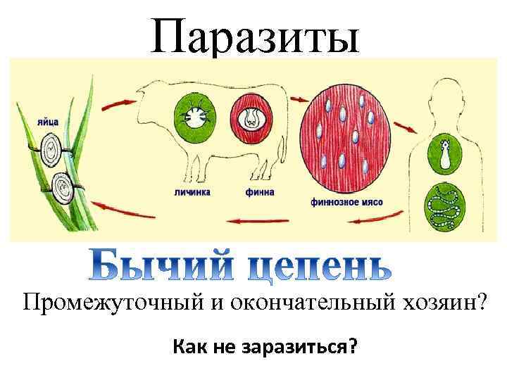 Паразиты Промежуточный и окончательный хозяин? Как не заразиться? 