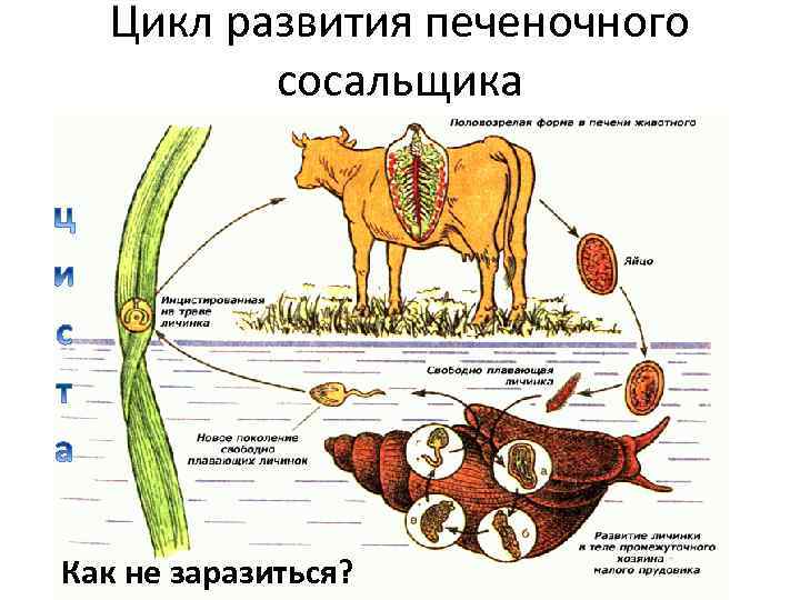 Цикл развития печеночного сосальщика Как не заразиться? 