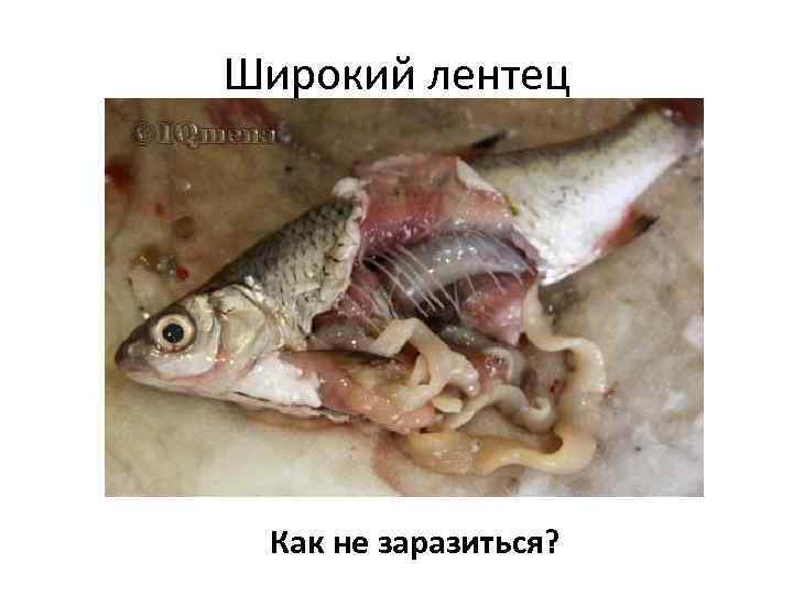 Широкий лентец Как не заразиться? 