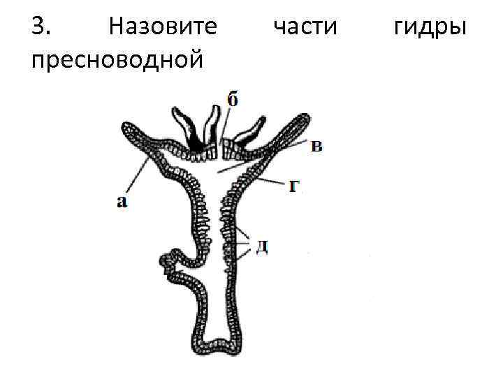 Части тела гидры рисунок