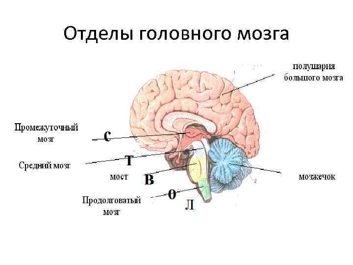 Отделы головного мозга и их функции схема. Какие отделы головного мозга выделяют