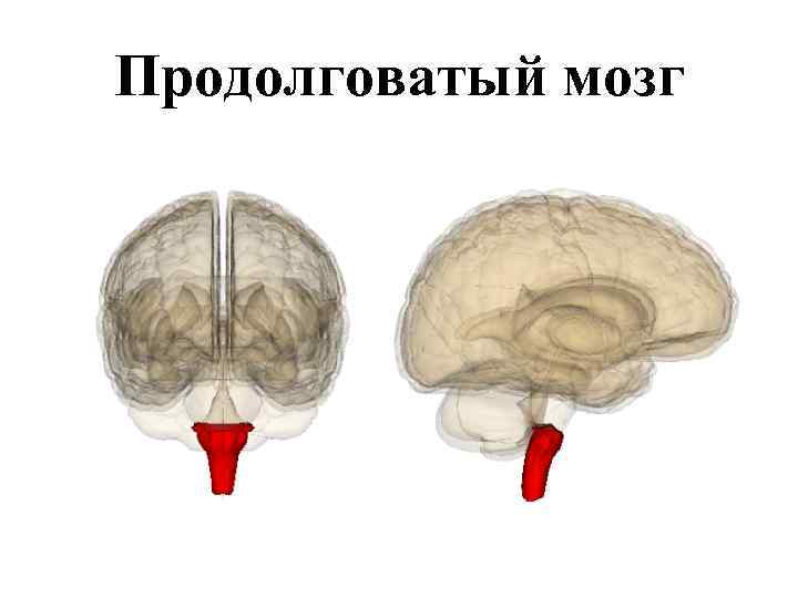 Продолговатый мозг схема