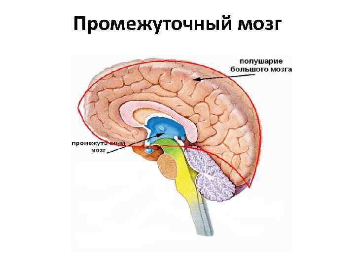 Промежуточный мозг строение рисунок