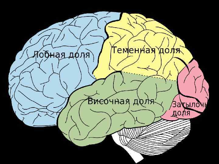 Куриный мозг фото