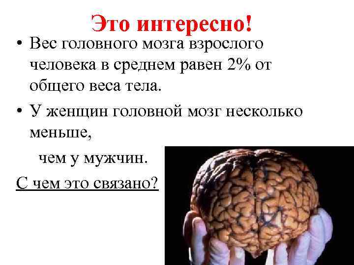 Мозг изучен на процентов. Средняя масса головного мозга взрослого человека составляет.