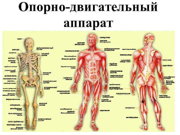 Опорно-двигательный аппарат 