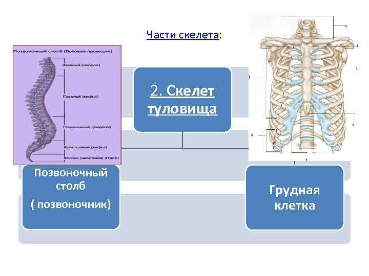 Скелет туловища позвоночный столб грудная клетка