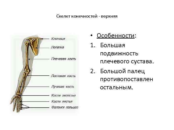 Скелет конечностей рыб.