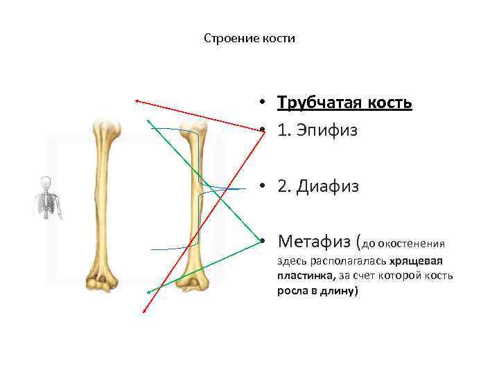 Строение кости • Трубчатая кость • 1. Эпифиз • 2. Диафиз • Метафиз (до