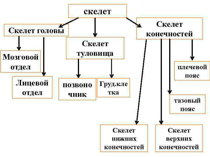 скелет Скелет конечностей Скелет головы Мозговой отдел Лицевой отдел Скелет туловища плечевой пояс позвоно