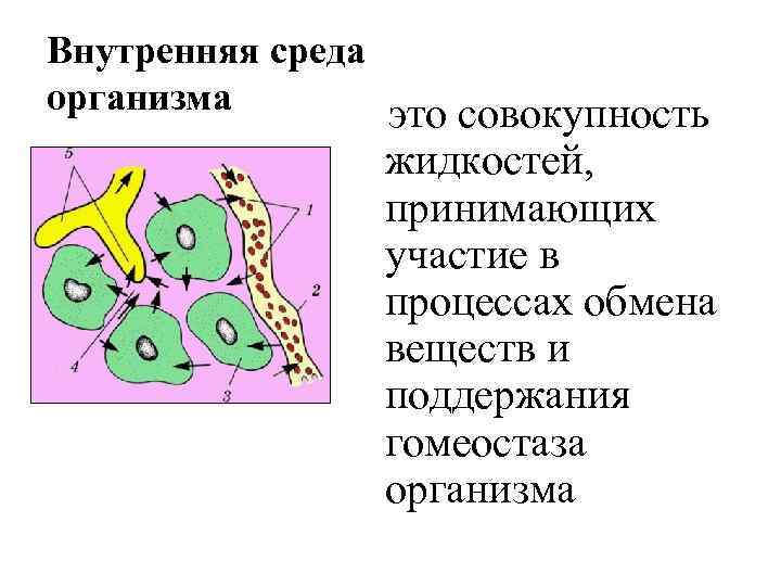 Внутренняя среда организма это совокупность жидкостей, принимающих участие в процессах обмена веществ и поддержания