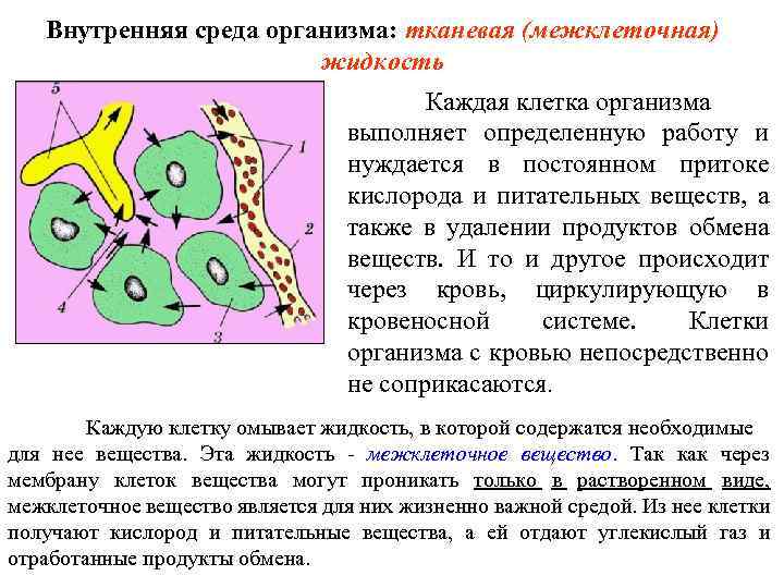 Внутренняя среда организма: тканевая (межклеточная) жидкость Каждая клетка организма выполняет определенную работу и нуждается