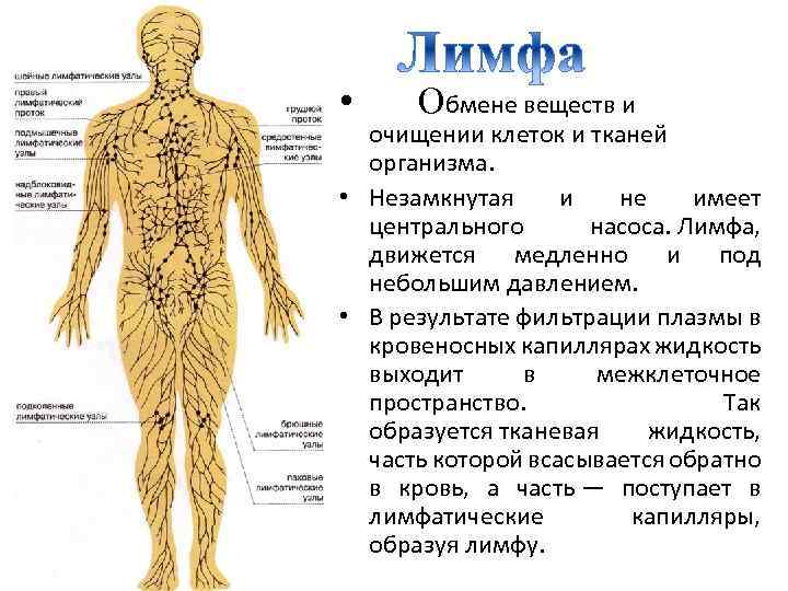  • Обмене веществ и очищении клеток и тканей организма. • Незамкнутая и не