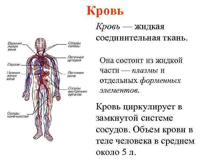 Кровь — жидкая соединительная ткань. Она состоит из жидкой части — плазмы и отдельных