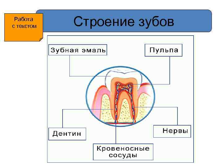 Работа с текстом Строение зубов 