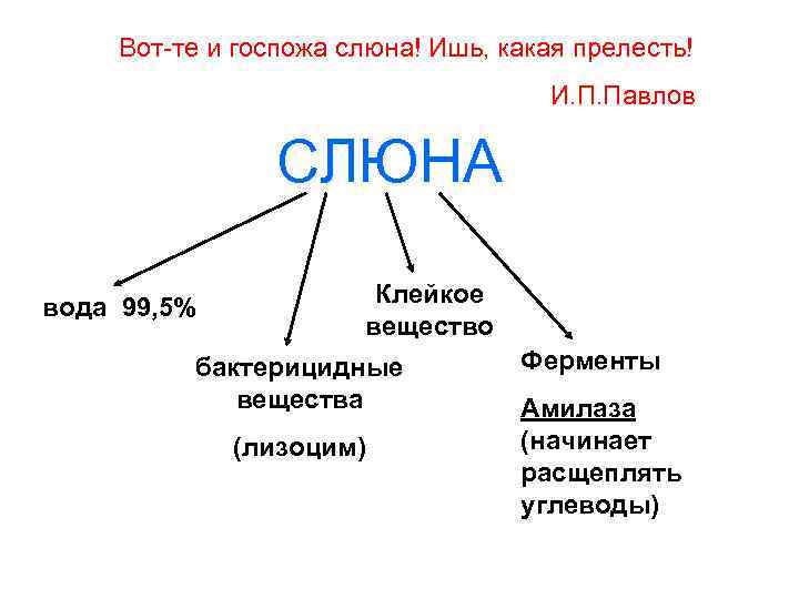 Вот-те и госпожа слюна! Ишь, какая прелесть! И. П. Павлов СЛЮНА вода 99, 5%
