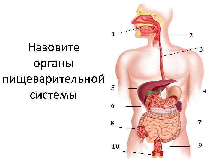 Назовите органы пищеварительной системы 