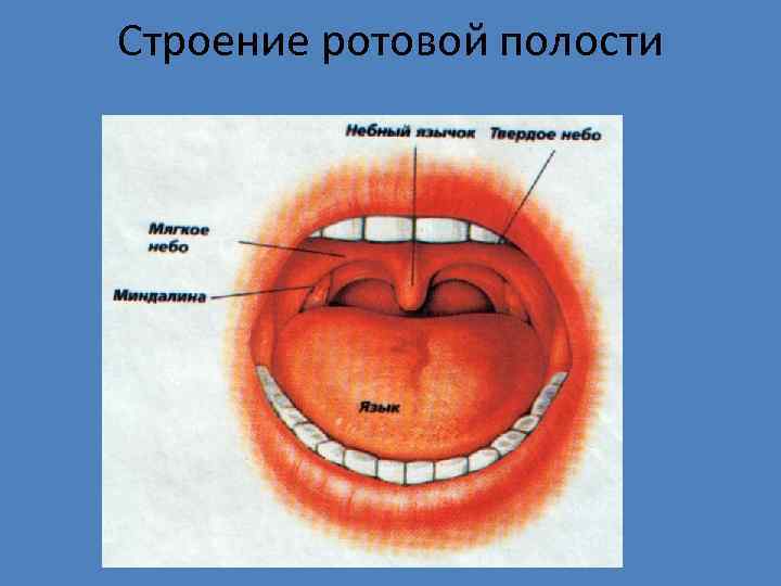 Строение ротовой полости 