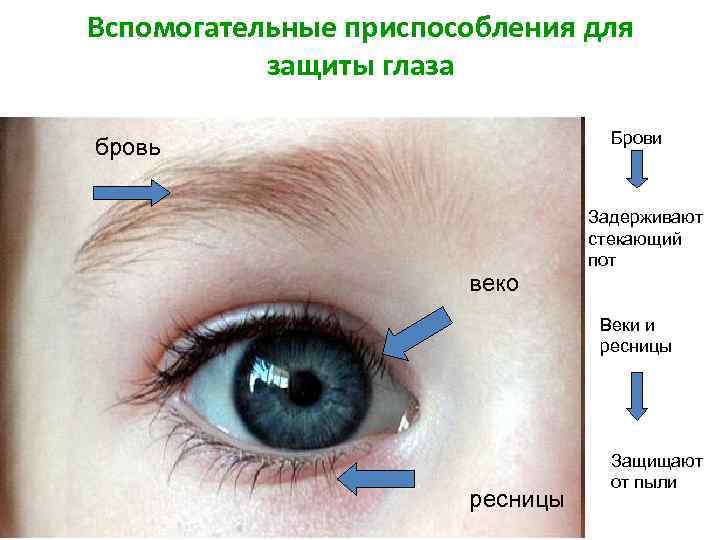 Вспомогательные приспособления для защиты глаза Брови бровь веко Задерживают стекающий пот Веки и ресницы