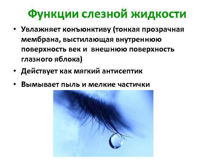Функции слезной жидкости • Увлажняет конъюнктиву (тонкая прозрачная мембрана, выстилающая внутреннюю поверхность век и