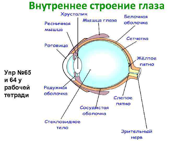 Глаз 8 класс. Схема строения глазного анализатора. Схема зрительного анализатора 8 класс. Зрительный анализатор строение глаза схема. Структура глаза биология 8 класс.