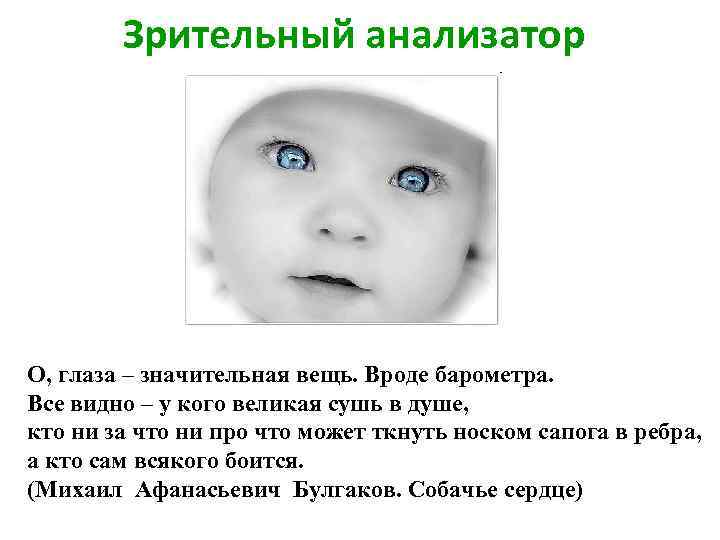 Зрительный анализатор О, глаза – значительная вещь. Вроде барометра. Все видно – у кого